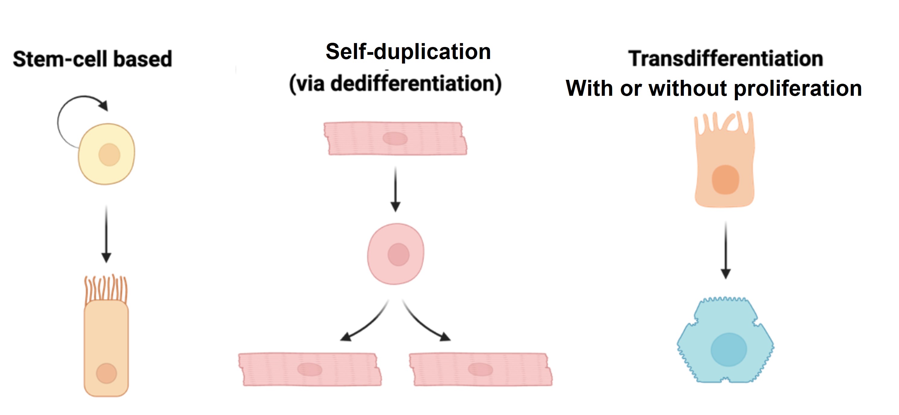 Cellular Modes of Regeneration